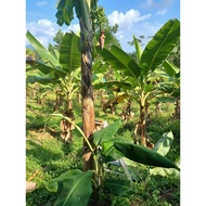 Anak Pokok Pisang Nangka, Berangan(Jelai Berangan Kampung), Kelat Lega(Awak),Banana tree
