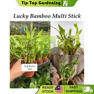 Real Live Plant Lucky Bamboo Multi Stick Pokok Hidup Lucky Bamboo 富贵竹