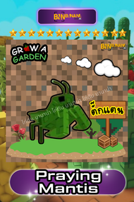 การ์ดเกม ไก่เงิน แมพ Grow a Garden การ์ดสวยภาพคมชัด  roblox ไก่ตัน ไก่เงิน สัตว์เลี้ยง