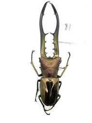 Cyclommatus metallifer finae Peleng Is. 美它利佛細身赤鍬形蟲81mm
