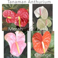 Tanaman Bunga Anthurium Bangkok - Bunga Anthurium murah - Anthurium
