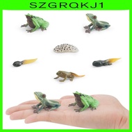 [szgrqkj1] Frog Growth Cycle Cake Toppers Birthday Gifts Animal Growth Cycle Figures