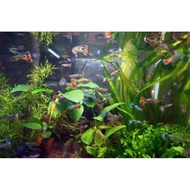 guppy rojak buy more free more