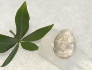 發財玉~紅色黃金~海底有機寶石~「有生命」的寶石~天然珊瑚玉龜甲吊墜 (附頂珠棉繩)