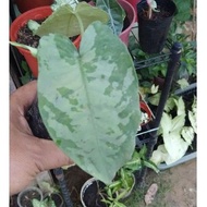 🔥Keladi Komando (Keladi Hiasan/ indoor plant)🔥Keladi Askar Komando🔥