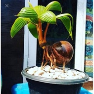 ANAK POKOK KELAPA EMAS UNTUK BONSAI DAN LANSKAP