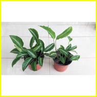 § ◄ ۩ Micans Calathea ( Silver striped calathea )