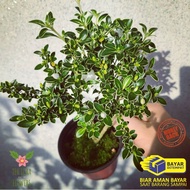Tanaman Bonsai Bunga Hidup Seribu Bintang Tanaman hias Seribu bintang (serissa foetida) Pohonhias bu