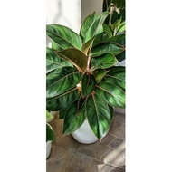 Aglaonema Red Siam/Pink Lipstick/Pink Moon