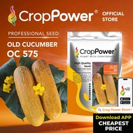 HOT ITEM🔥 (1000 SEEDS) Biji Benih Timun Tua Gold bar 金霸 OC575 CROP POWER F1 HYBRID Old Cucumber Seed