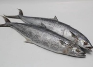 Ikan Tenggiri Segar 1kg Tenggiri Utuh