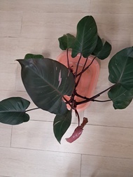 粉紅公主蔓綠絨 (Philodendron Pink Princess)