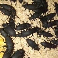 Kepik / Kumbang Ulat Jerman