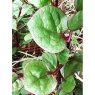 10pcs seeds Bayam Malabar merah Red stem malabar spinach