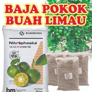 Baja Pokok Buah Limau Kasturi Nipis Lemon Khas Untuk Berbunga Banyak Berbuah Lebat Pokok Akar Kuat N