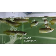 Dijual Arwana Golden Red High Back 8-10 cm Bonus Sticker Berkualitas