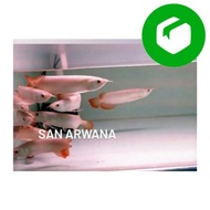 Ready Stock Sr arwana super red ikan arwana super red