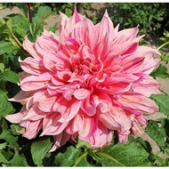 DINNERPLATE DAHLIA TUBER ID STRIPPED EMORY PAUL