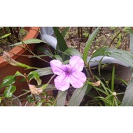anak pokok bunga ruellia(bunga ungu)/ruellia plant purple flower/  翠芦莉花（紫色）