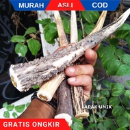 Pipa Rokok Tanduk Rusa Super Original