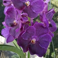 bibit anggrek Dendrobium siap berbunga