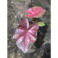 SMM Caladium Plant Pokok Keladi DM Family Series Hijau/Cat Tumpah Kuning/Burning Heart/Chiang Mai City/Hybrid/Jessie