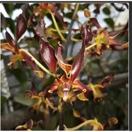 Anggrek Dendrobium Rinjani Dewasa