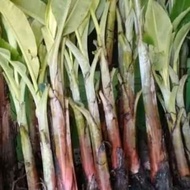 Natural uli banana seeds203 ready ak