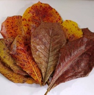 Dried Talisay Leaves 20 pieces