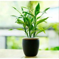 New Lucky Bamboo Cutting Seeds Bamboo Fortune - Lucky Bamboo Ornamental Plants COD