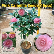 เมล็ดพันธุ์ คามิเลีย ดอกสีชมพู บรรจุ 15 เมล็ด Pink Camellia Flower Seeds for Planting เมล็ดดอกไม้ บอ