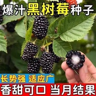 Potted Raspberry Seed Seed Seedlings Raspberry Thorn Tree Seedlings Blueberry Seedlings Red Tree Plu