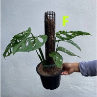 Monstera Esqueleto  - Aroid Live Indoor Plant Pokok Tanaman Hiasan