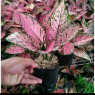 Aglonema Lady Valentine - Tanaman Hias Aglonema Lady Valentine