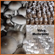 ➖ ∮ ◐ volva mushroom kabuteng saging 500g kabuteng binhi