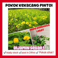 rina • pokok kekacang pintoi • Arachis Kacang tanah kuning pokok hidup live plant landscape outdoor 