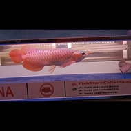 ikan arwana super red 35cm good anatomi