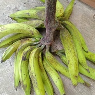 bibit pisang tanduk super