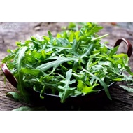 ❒◇✹RARE Italian Rocket Lettuce / Arugula Vegetable Salad Seeds ( 1000 seeds ) - Basic Farm House shi