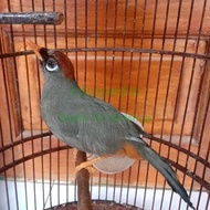Burung Poksay Mandarin Jantan Gacor