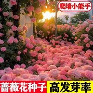 爬藤薔薇花種子四季開花庭院陽臺田園盆栽爬藤綠植玫瑰花卉種子