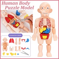Human Body Anatomy Model Human Organ Model DIY Human Body Puzzle Model Assembly Study Toy