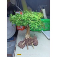 ✱✗bonsai tree for aquarium