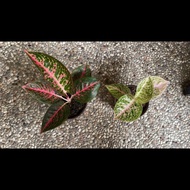 aglaonema adelia