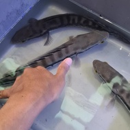 Diskon Ikan Hias Channa Micropeltes Atau Toman/ Tomang Untuk Aquarium