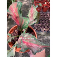 Caladium Thailand/Limited Edition/Pokok Seperti Gambar/Bunga Hidup