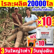 ไรละผลิต20000โล!ฮอร์โมนมันสำปะหลัง×10 ยาระเบิดหัวมัน ปุ๋ยเร่งหัวมัน 3วันใหญ่1เท่า 7วันพุ่งดิน ผงนัวฉ