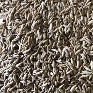 Cumin Seed Jeera Cumin/ Indian Cumin/ 10 Kg