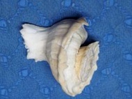 【忠實第紫雲軒】瑪娃花仙螺Latiaxis mawae(長約3.5cm，附口蓋，保存良好，殼型特殊，特徵明顯，收藏必備，