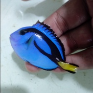 Letter Six / Blue Tang / Ikan Dori - Ikan Hias Laut